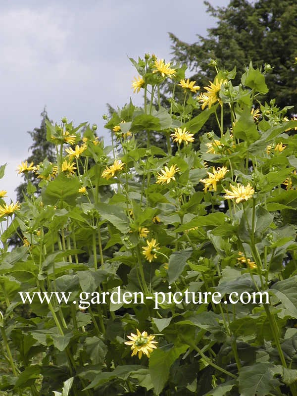 Silphium perfoliatum