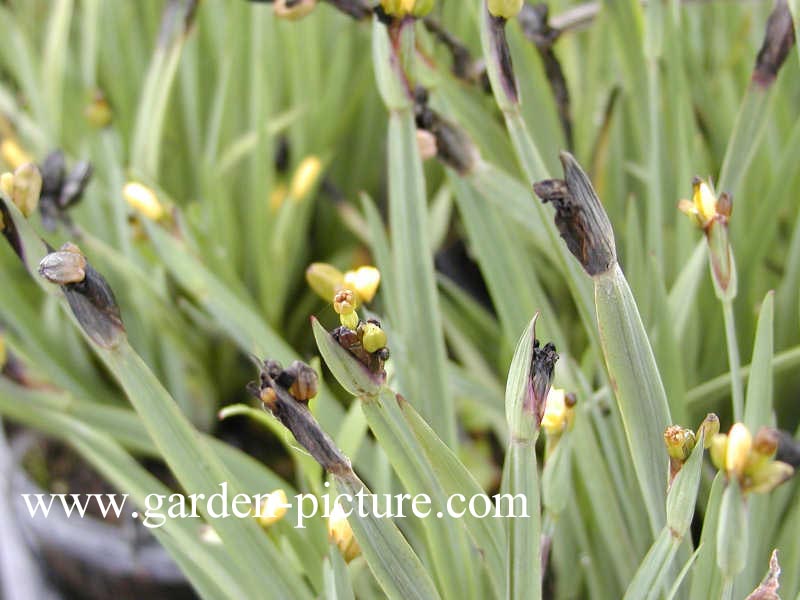 Sisyrinchium californicum