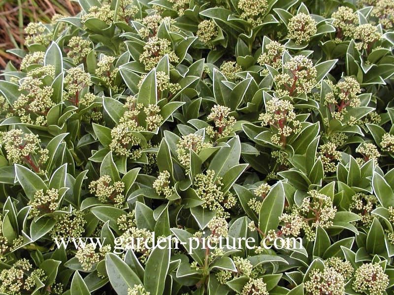 Skimmia japonica 'Fragrant Cloud'