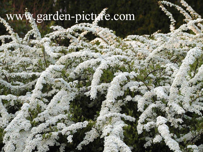 Spiraea arguta