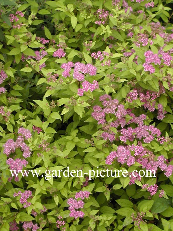 Spiraea japonica 'Golden Princess'