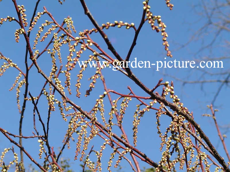 Stachyurus praecox