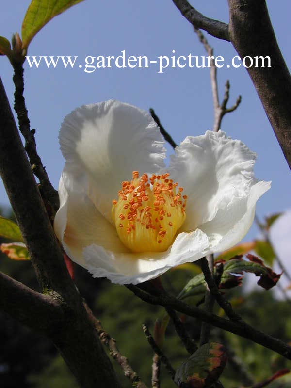 Stewartia pseudocamellia