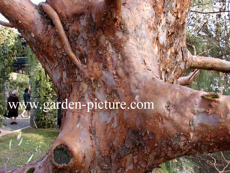 Stewartia sinensis