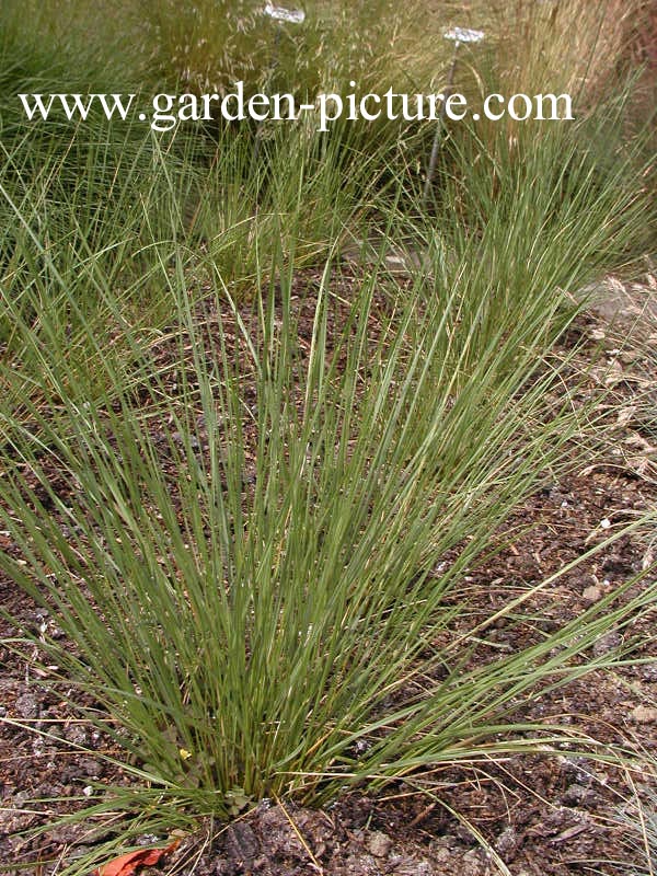 Stipa gigantea