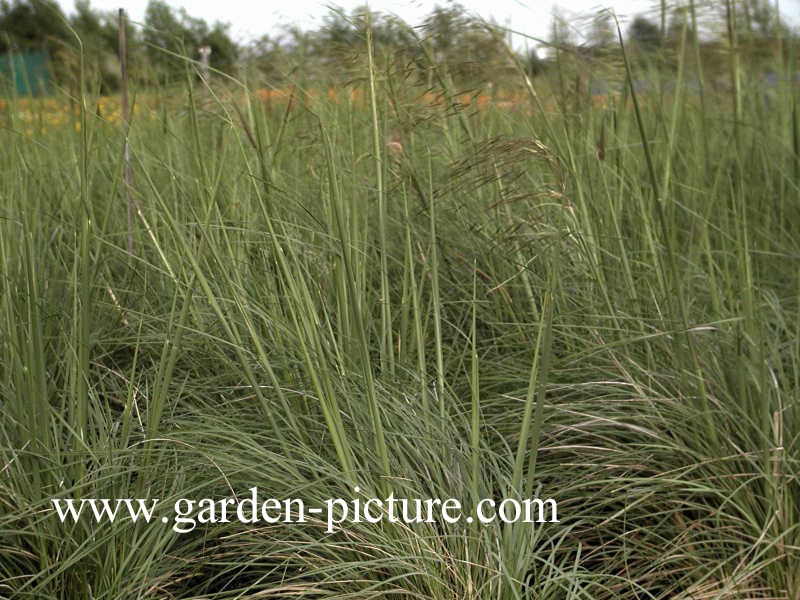 Stipa gigantea