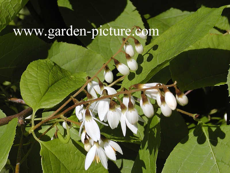 Styrax hemsleyanus