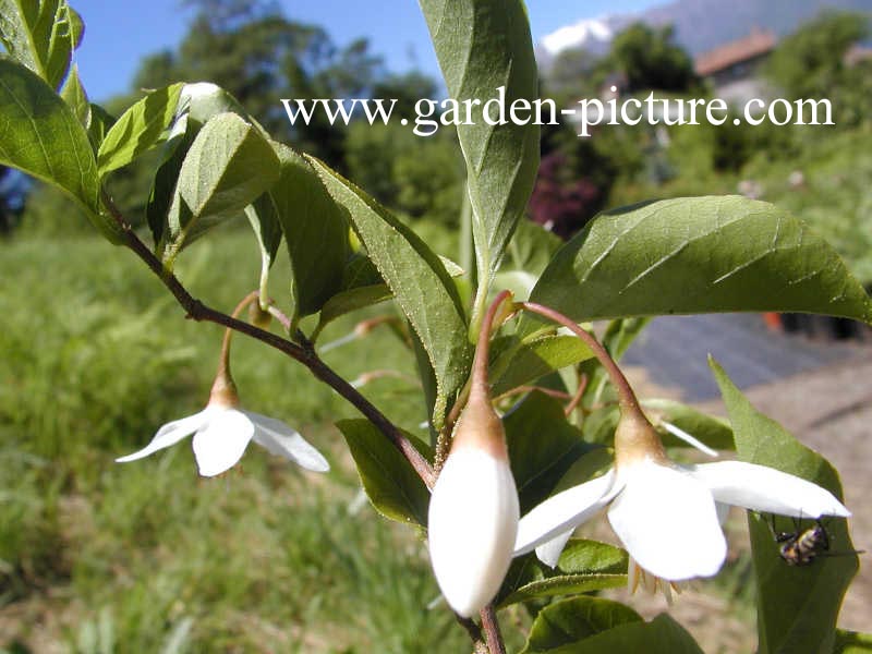 Styrax japonicus