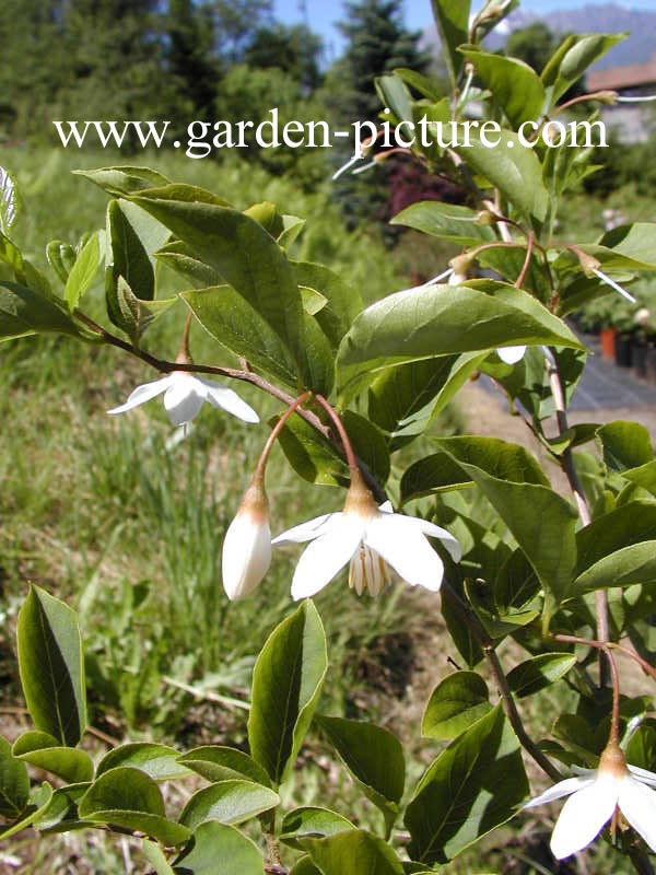 Styrax japonicus