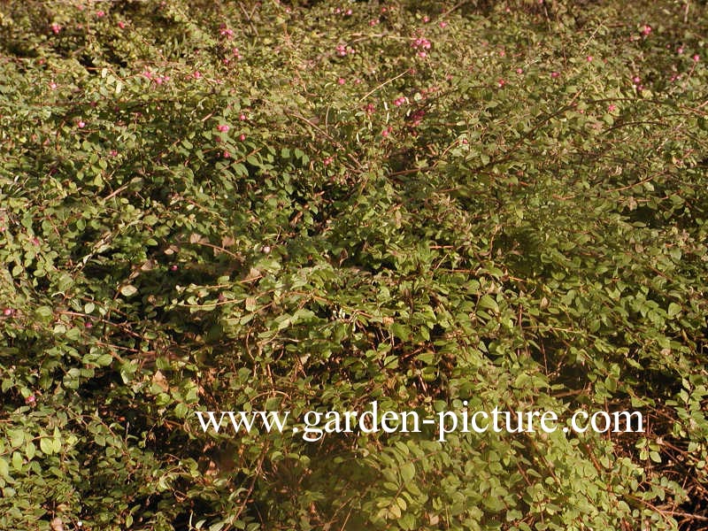 Symphoricarpos chenaultii 'Hancock'