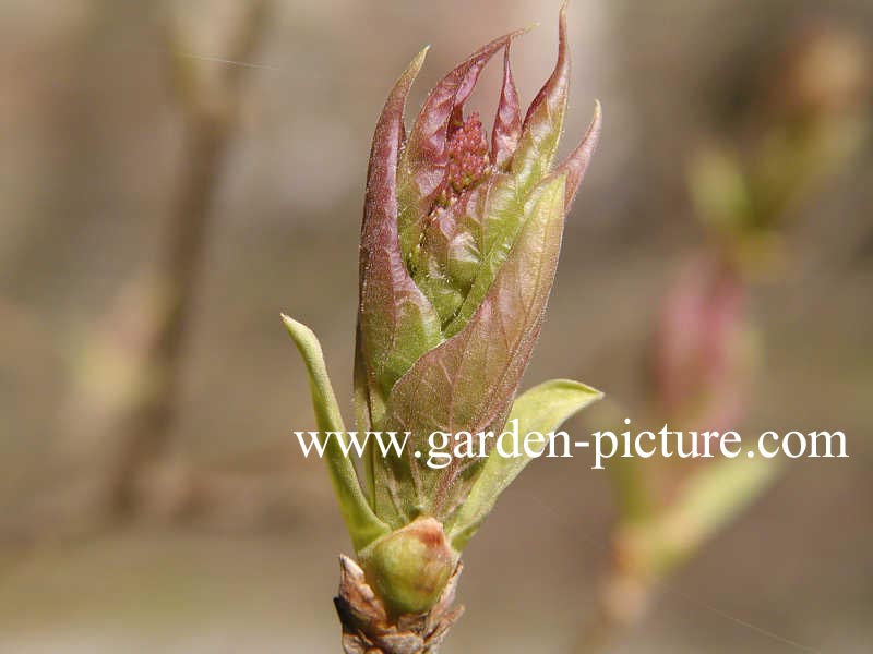 Syringa josikaea