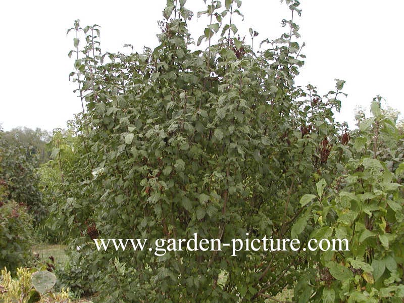 Syringa josikaea