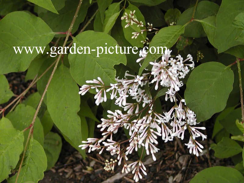 Syringa patula