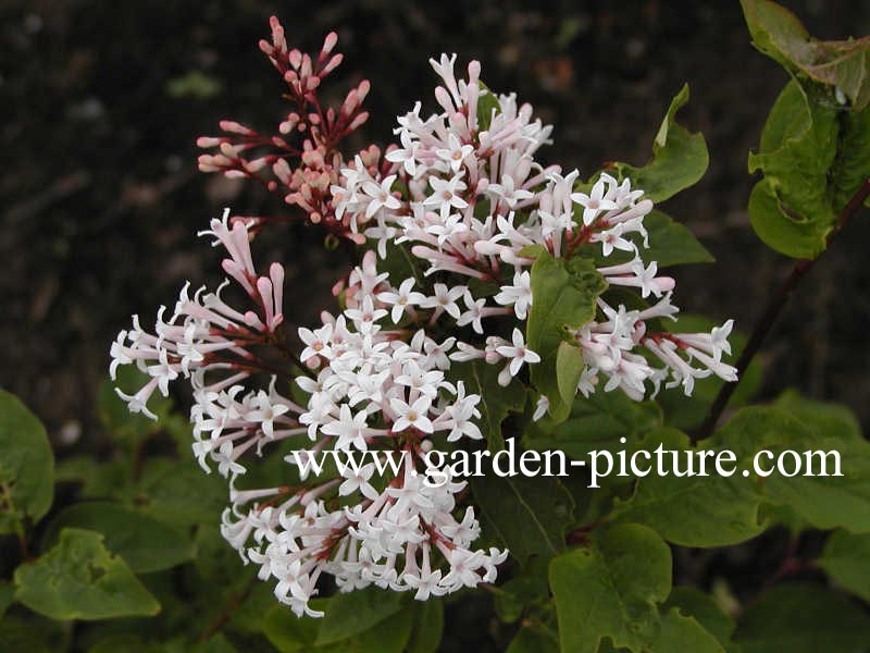 Syringa patula