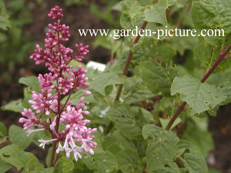 Syringa yunnanensis 'Prophecy'