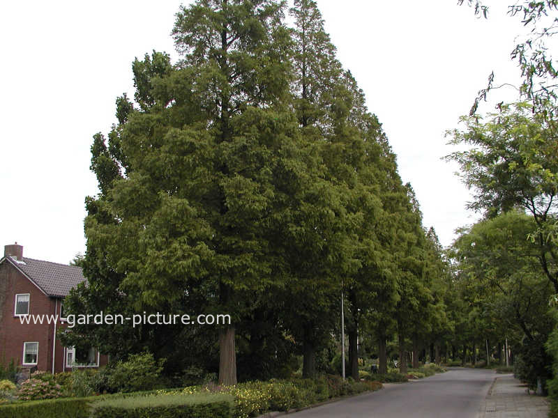 Metasequoia glyptostroboides