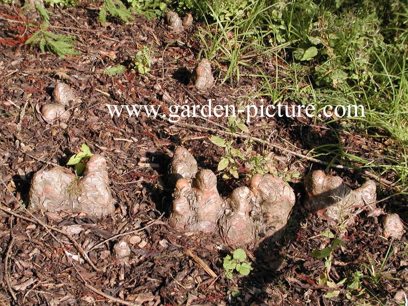 Taxodium distichum