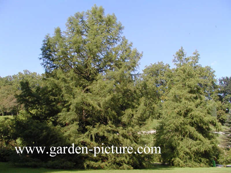 Taxodium distichum