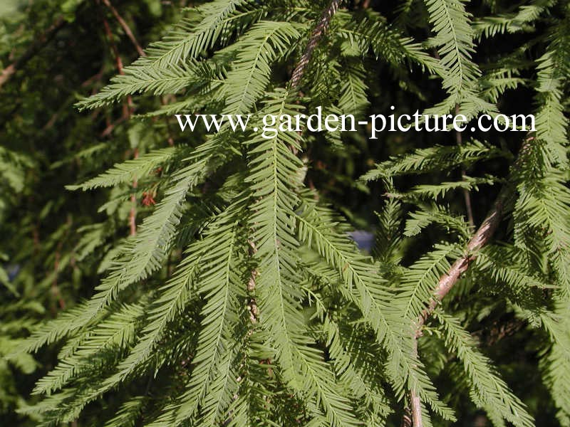 Taxodium distichum