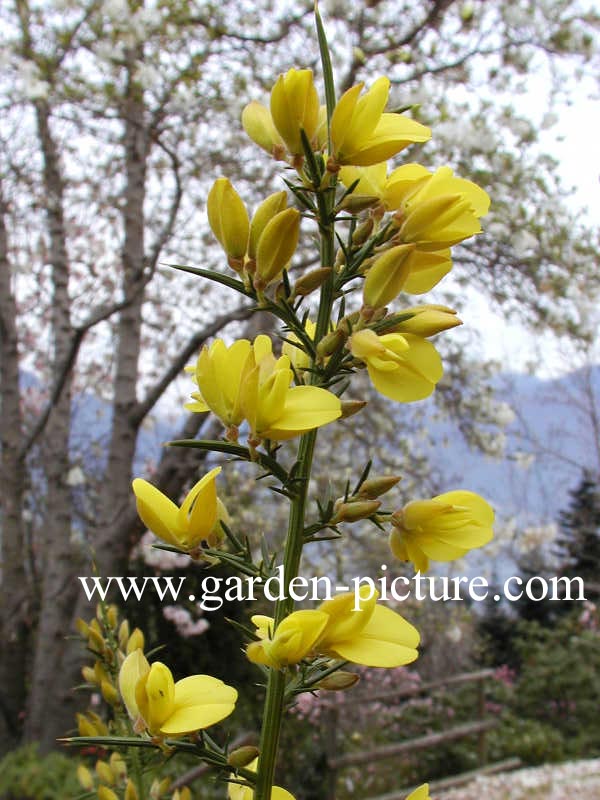 Ulex europaeus