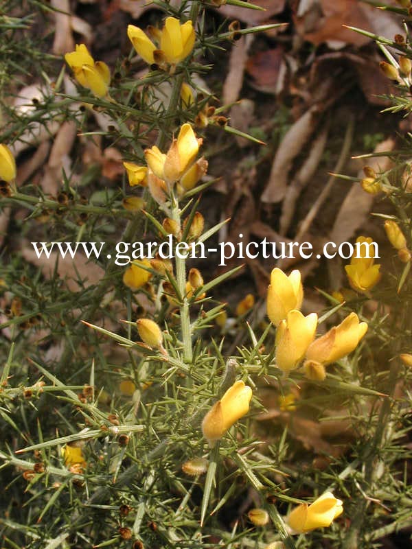 Ulex europaeus