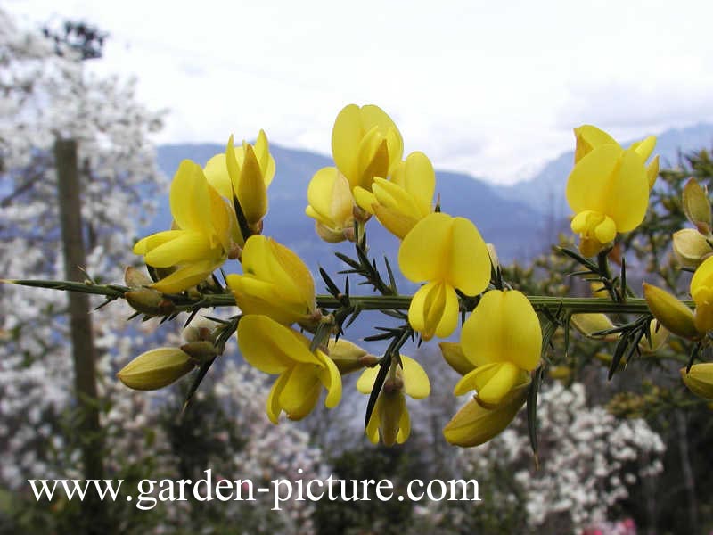 Ulex europaeus