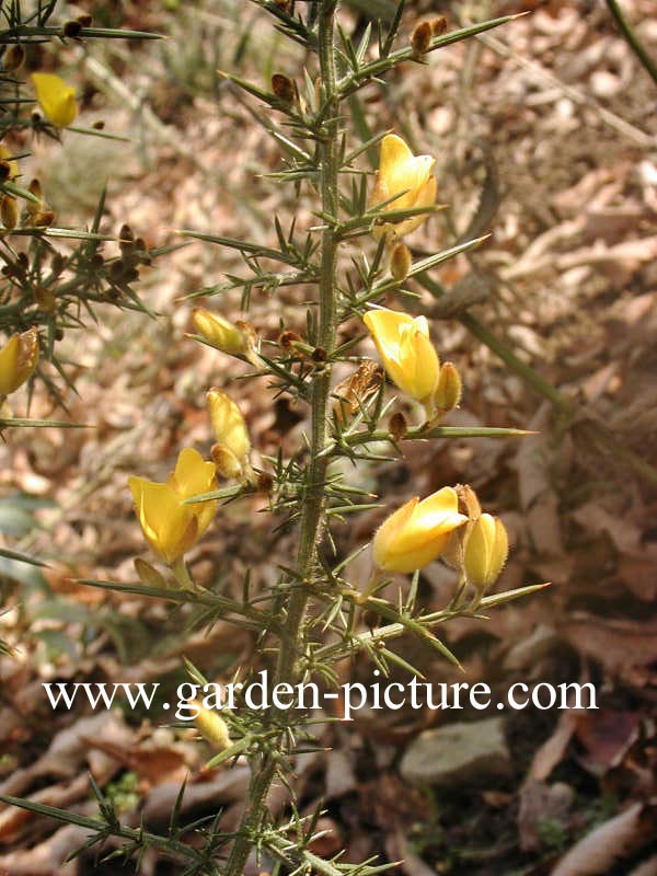 Ulex europaeus