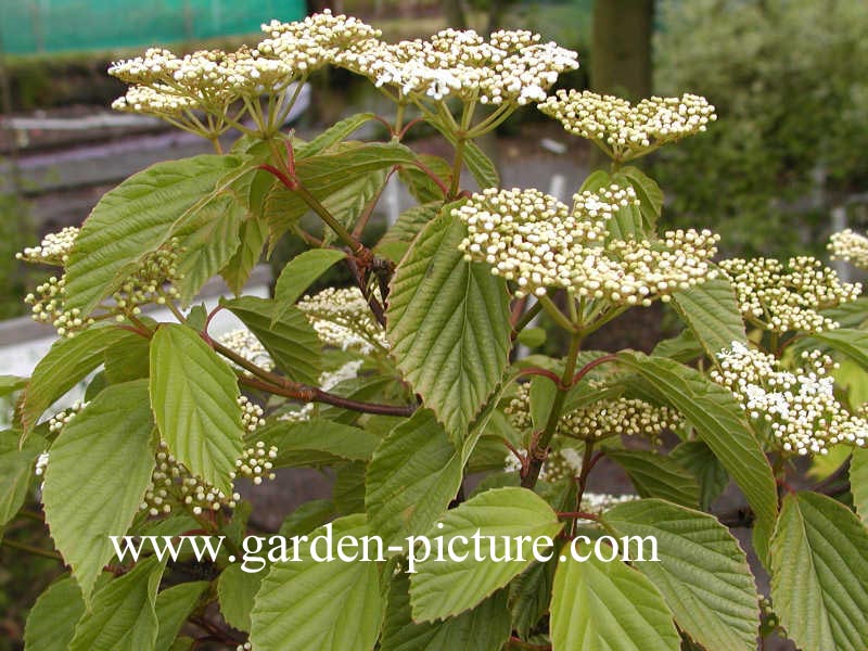 Viburnum 'Huron'