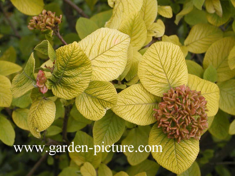 Viburnum lantana 'Aureum'