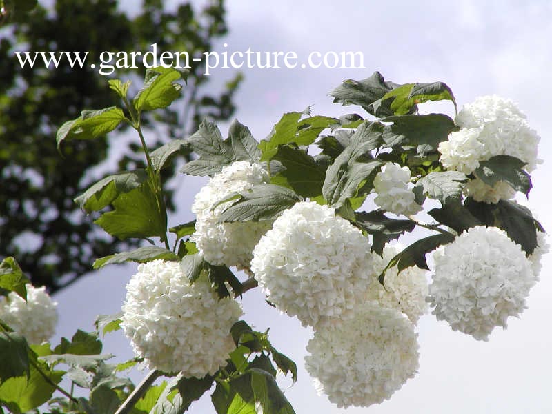 Viburnum opulus 'Roseum'