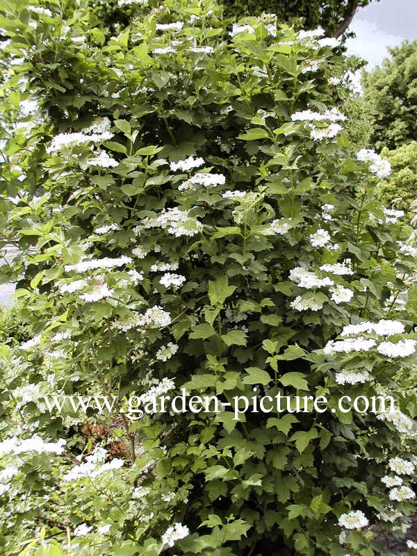 Viburnum opulus 'Xanthocarpum'