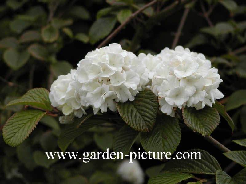 Viburnum plicatum