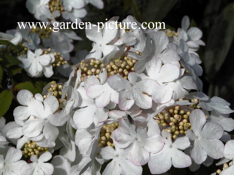 Viburnum plicatum 'Pink Beauty'