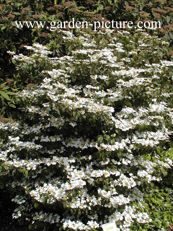 Viburnum plicatum 'Summer Snowflake'