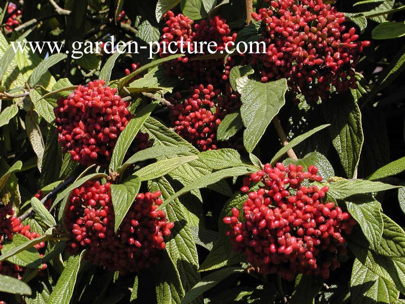 Viburnum rhytidophyllum