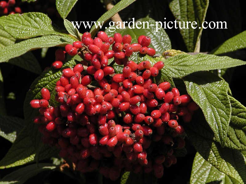 Viburnum rhytidophyllum