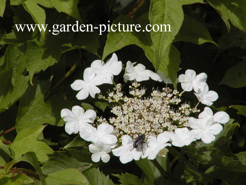 Viburnum sargentii 'Susquehanna'