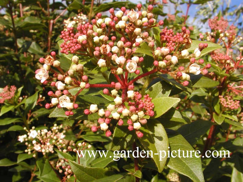 Viburnum tinus