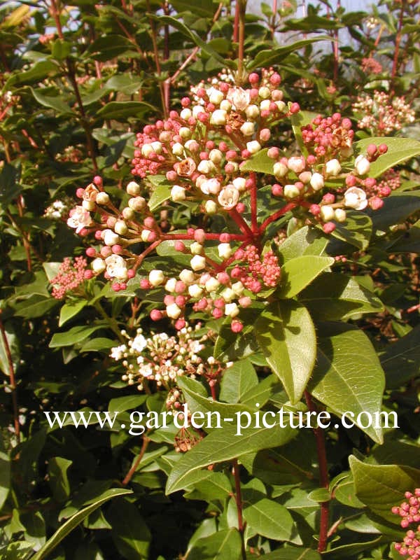 Viburnum tinus