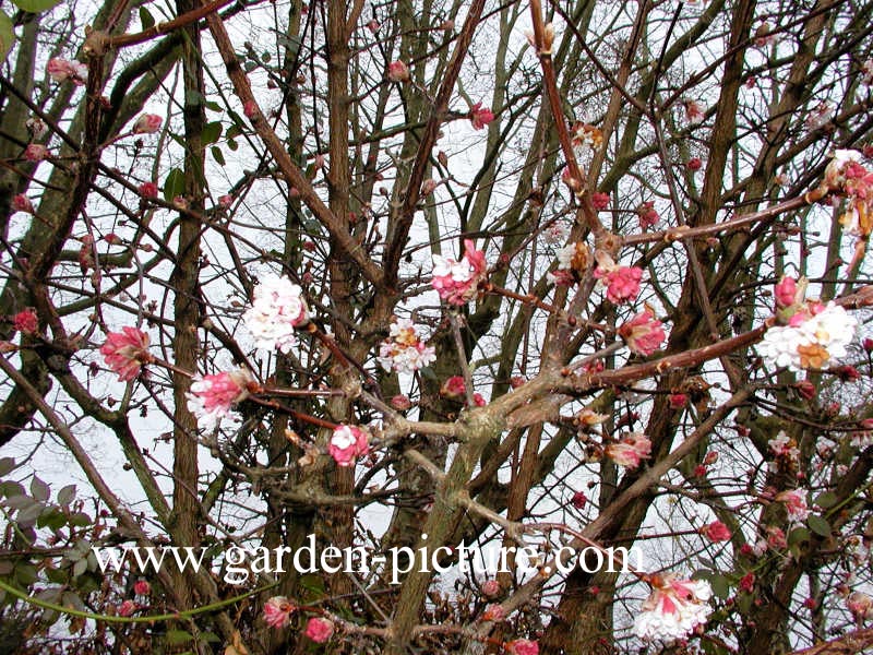 Viburnum bodnantense 'Dawn'