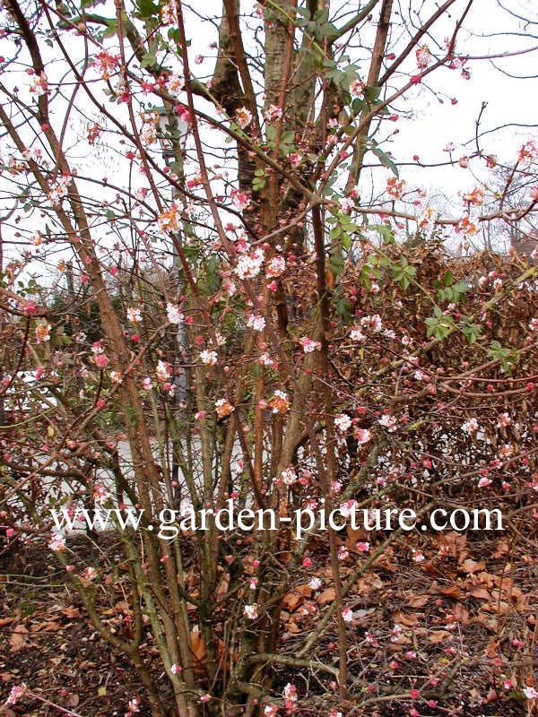 Viburnum bodnantense 'Dawn'