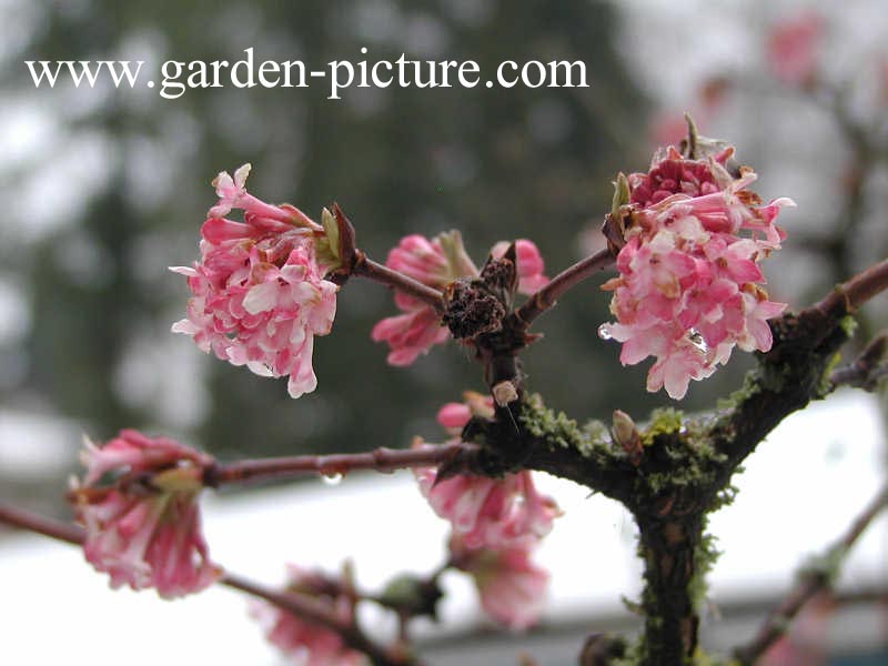 Viburnum bodnantense 'Dawn'