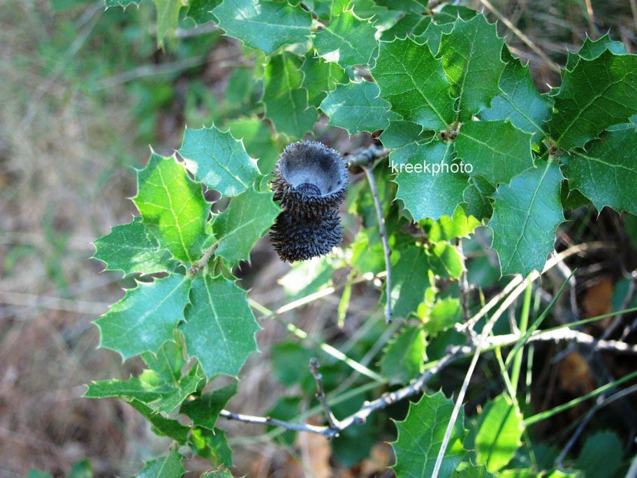 Quercus ilex