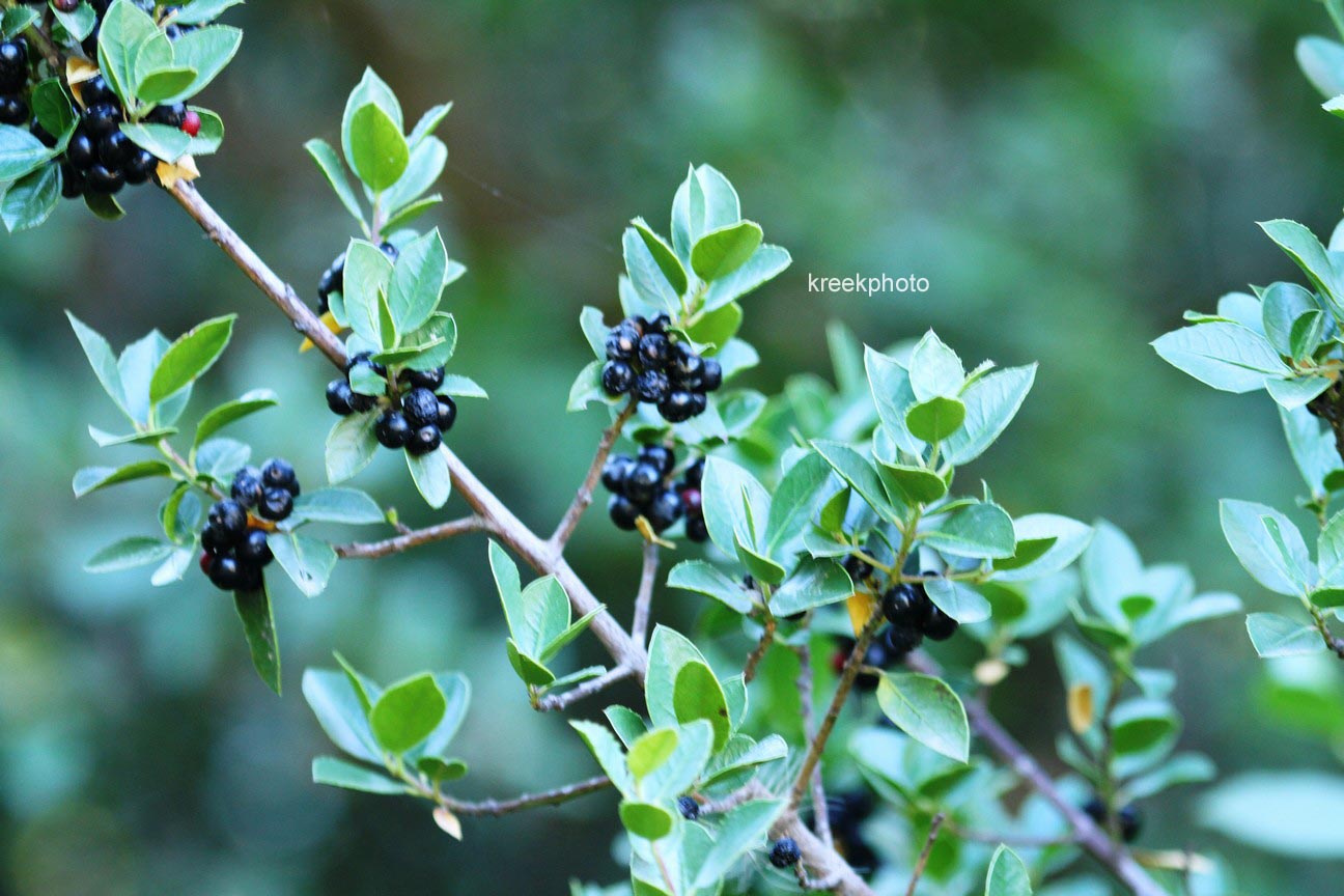 Rhamnus cathartica