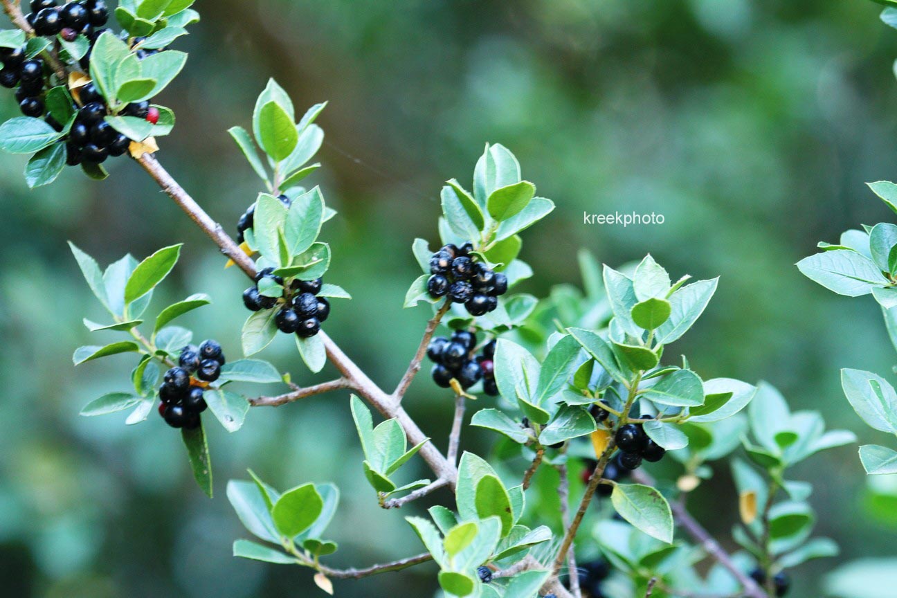 Rhamnus cathartica