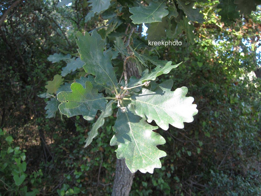 Quercus pubescens