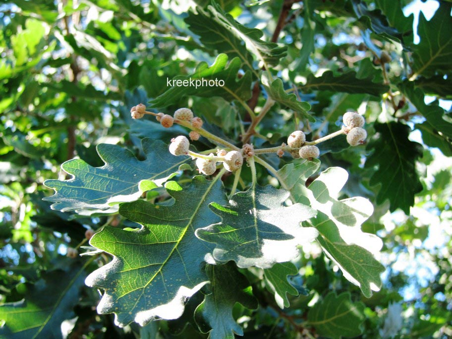 Quercus pubescens