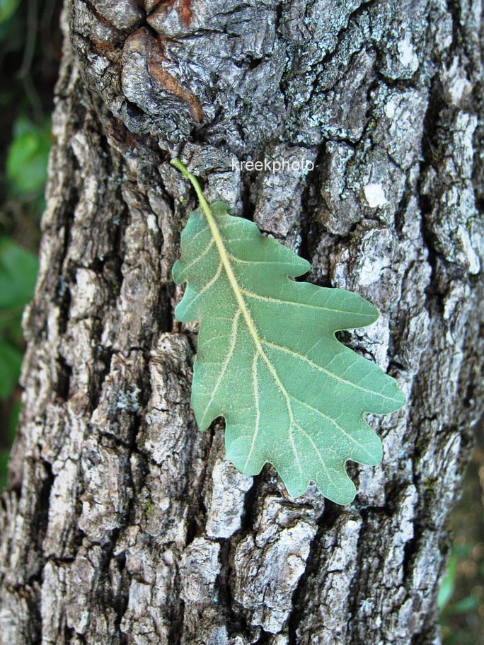 Quercus pubescens