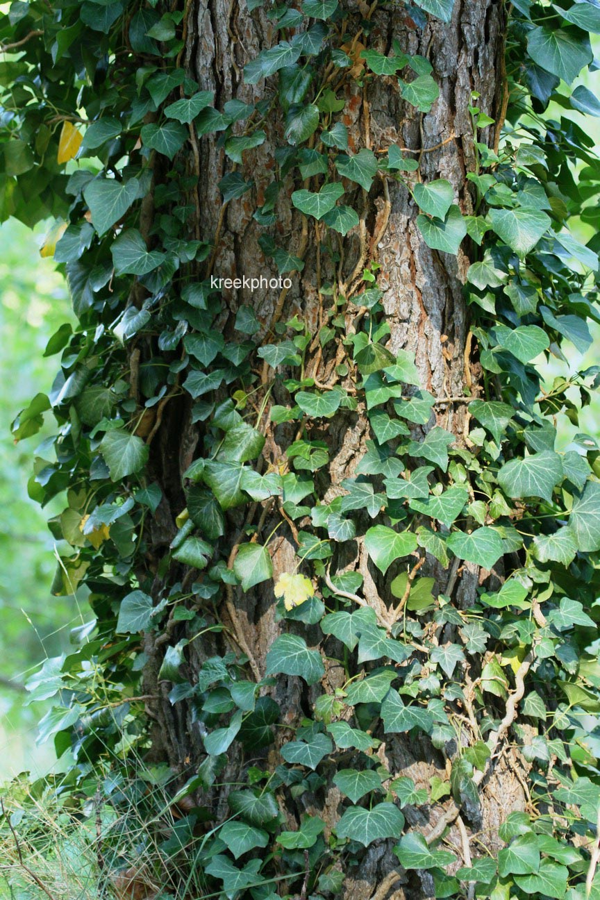 Hedera helix