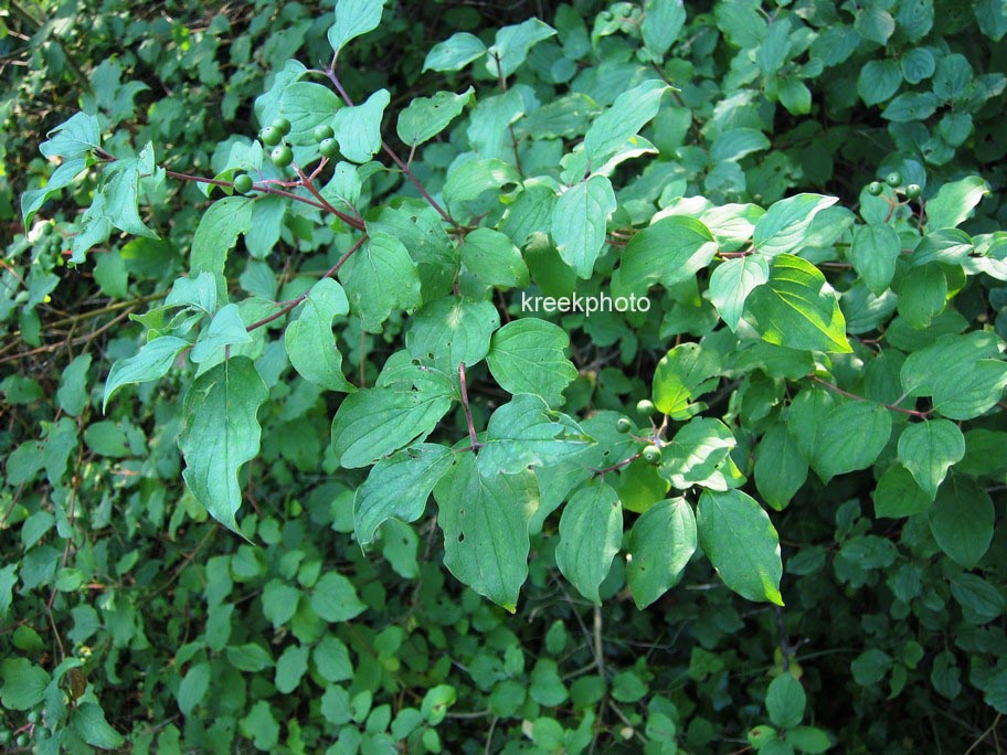 Cornus sanguinea